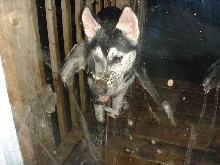 Dirty Puppy