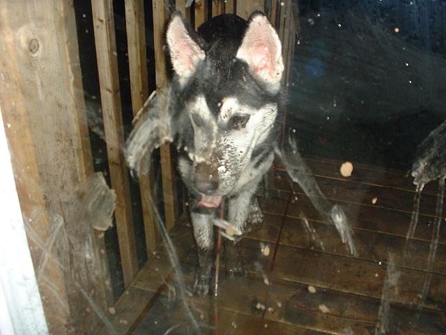 Dirty Puppy