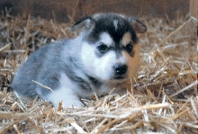 Kayla at 3 weeks