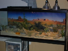 my leo tank