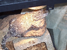 My Blackthroat Monitor "Spot"