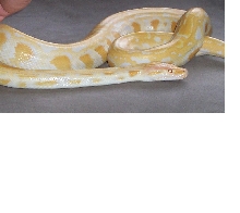 Albino Burm