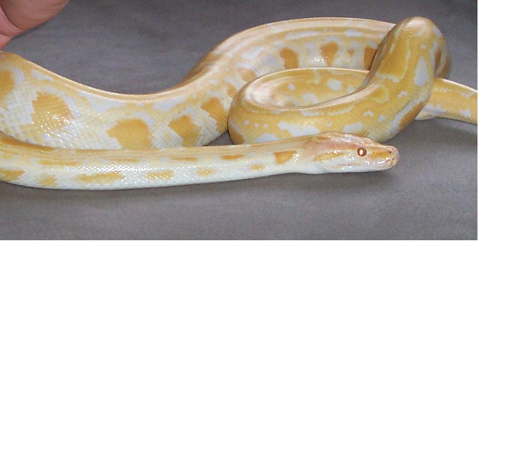 Albino Burm