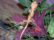 new gecko