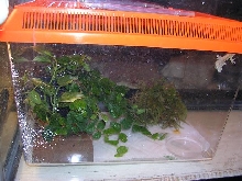 Crested's Cage