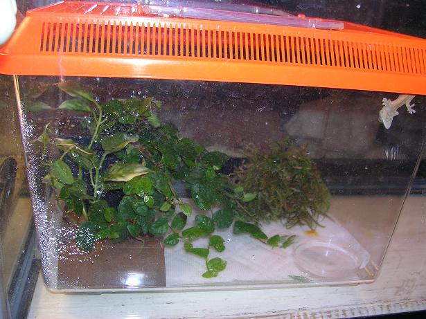 Crested's Cage