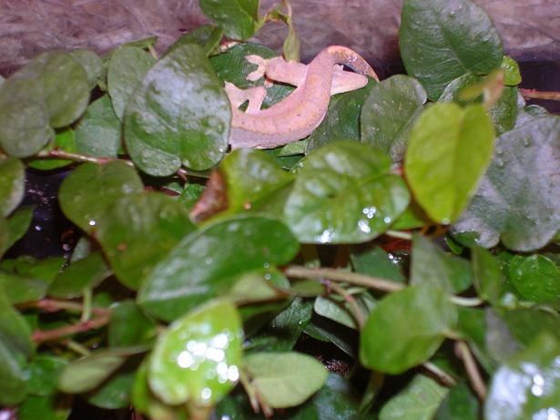 another crested pic