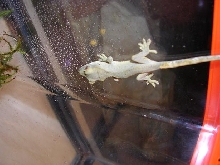 Crestie 2