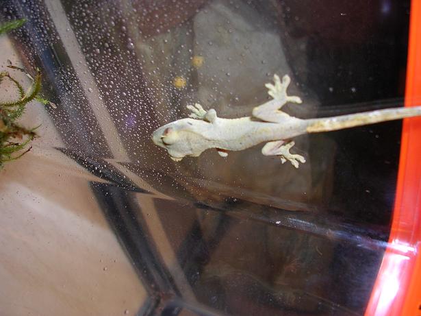 Crestie 2