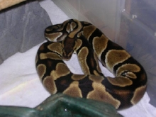 Male BP