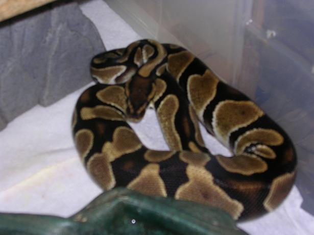 Male BP