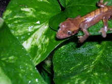 new guy