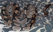 Possable Axanthic?
