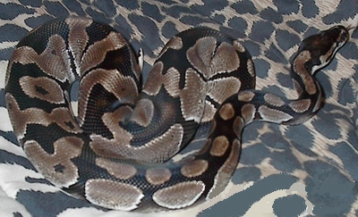 Possable Axanthic?