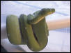 Aru/Sorong Green Tree Python???