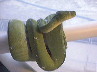 Aru/Sorong Green Tree Python???