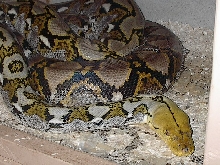 14ft  female bali yellow head retic