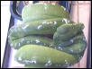 Aru Green Tree Python