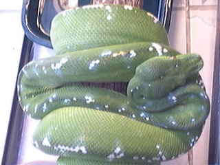 Aru Green Tree Python