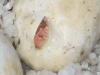 amel baby cornsnake hatching