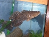 goby1