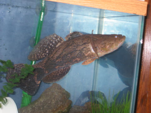goby1