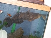goby2
