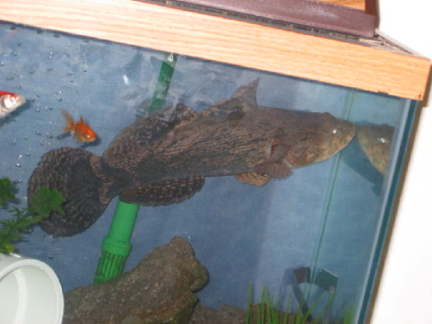 goby2
