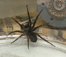 Wolf spider or funnel