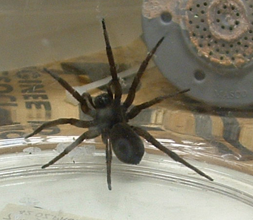 Wolf spider or funnel
