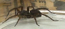 wolf or funnel spider?