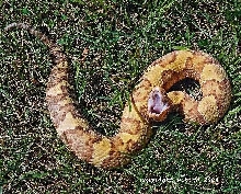 Doing What Cottonmouths Do!