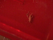 Albino Cricket