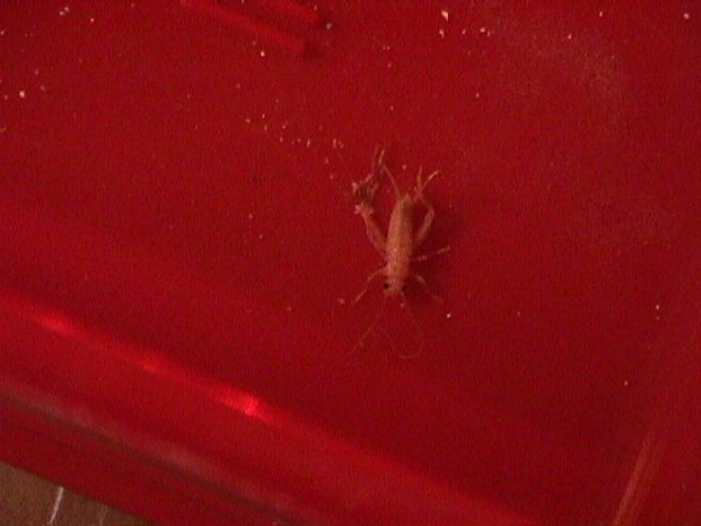 Albino Cricket