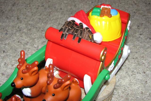 Santa Tarantula and Sleigh