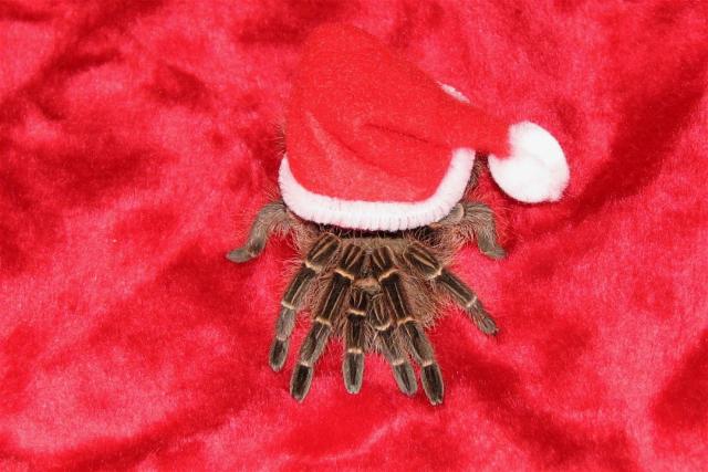 Santa Tarantula