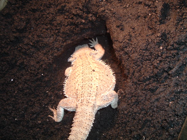 Midori diggin away