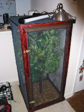 New Chameleon Set up