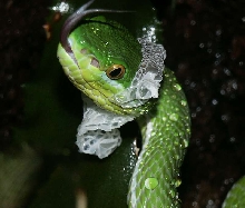 Talbolabris