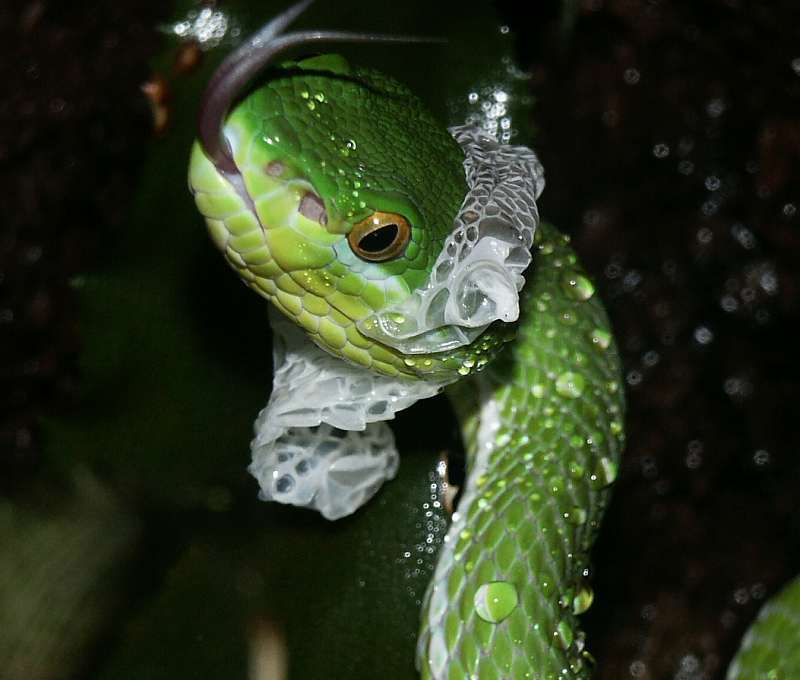 Talbolabris