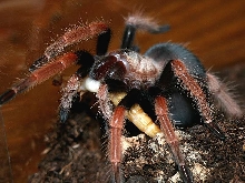 Brachypelma boehmei