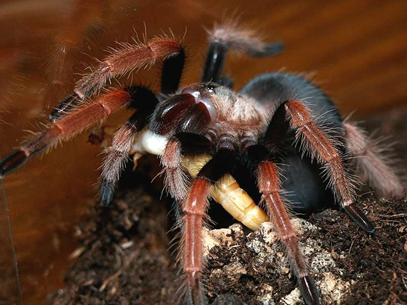 Brachypelma boehmei