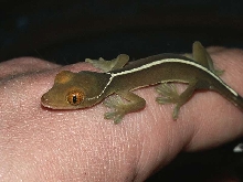 Gekko vittatus