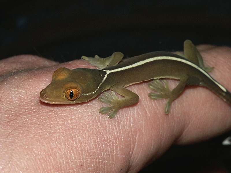 Gekko vittatus