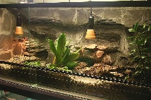 Terrarium for Eublepharis macularius
