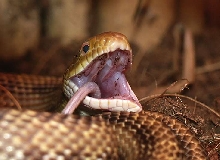 Elaphe obsoleta