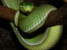 albolabris