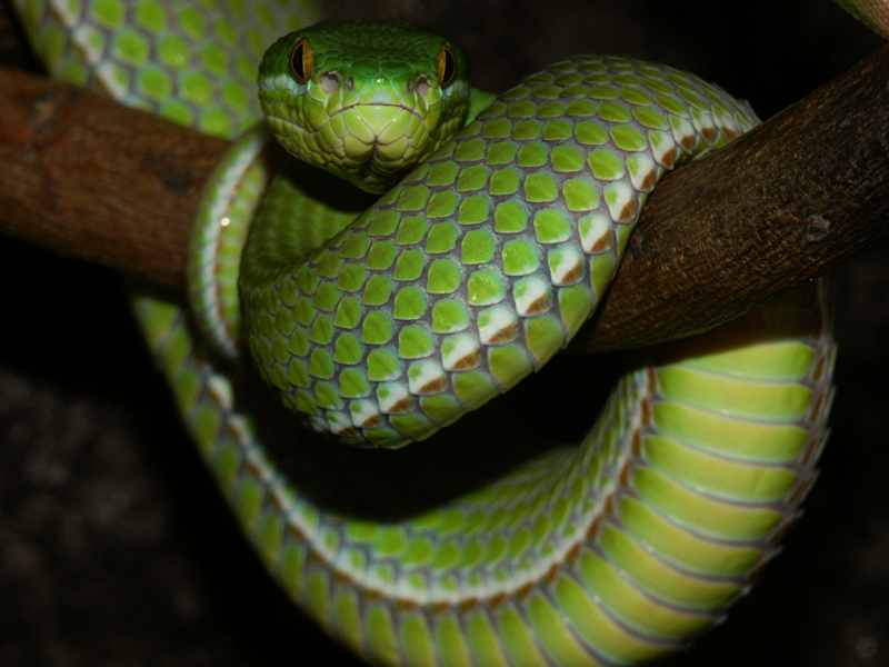 albolabris