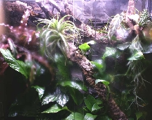 Terrarium for Gekko vittatus