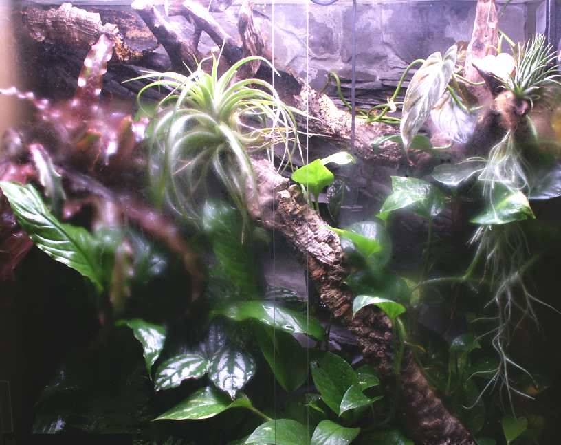 Terrarium for Gekko vittatus